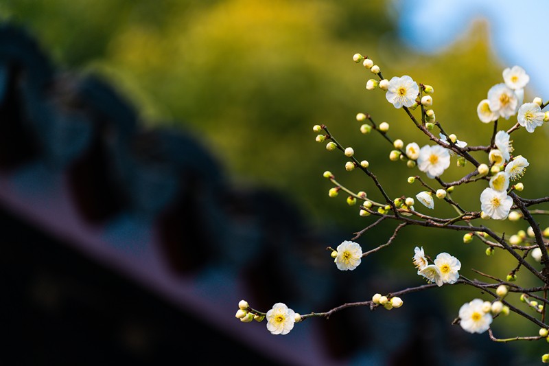 四季花凝露