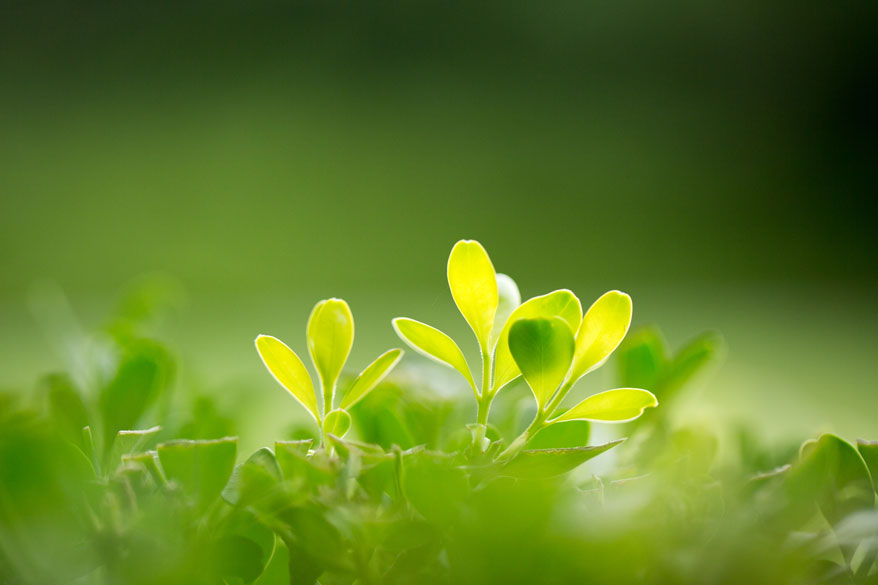 植物抗菌劑.jpg