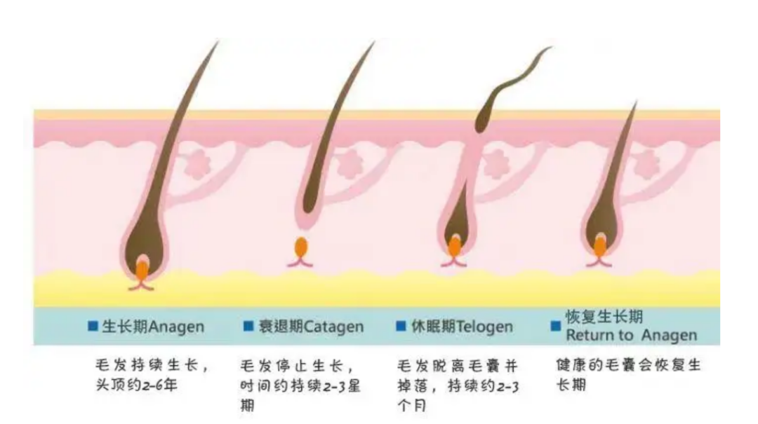 脫發(fā)機(jī)理