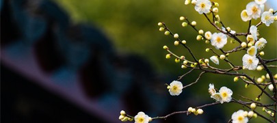 吸天地之靈氣，取日月之精華|四季花凝露，以花養(yǎng)容，人比花艷